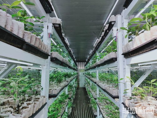 第一風(fēng)口 | 植樹(shù)造林用上物聯(lián)網(wǎng)技術(shù) 上市青企科技助力，綠色產(chǎn)業(yè)突圍正當(dāng)時(shí)